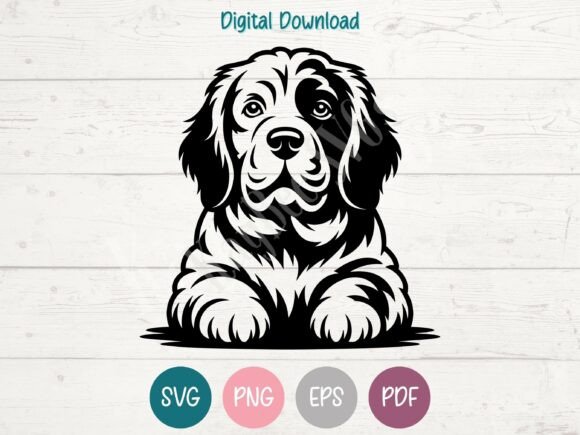 Clumber Spaniel Dog SVG PNG EPS PDF